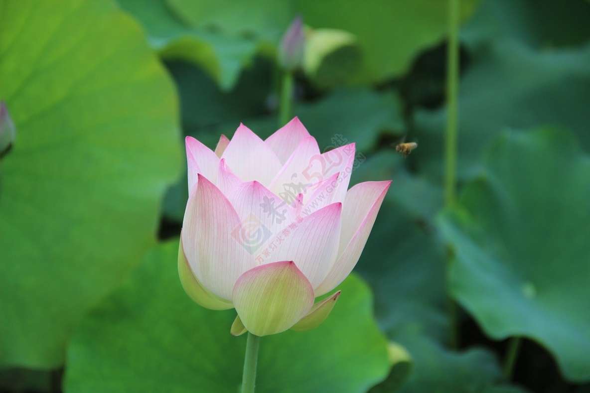 端午节的美景，你去看了吗？607 / 作者:有想法 / 帖子ID:118023