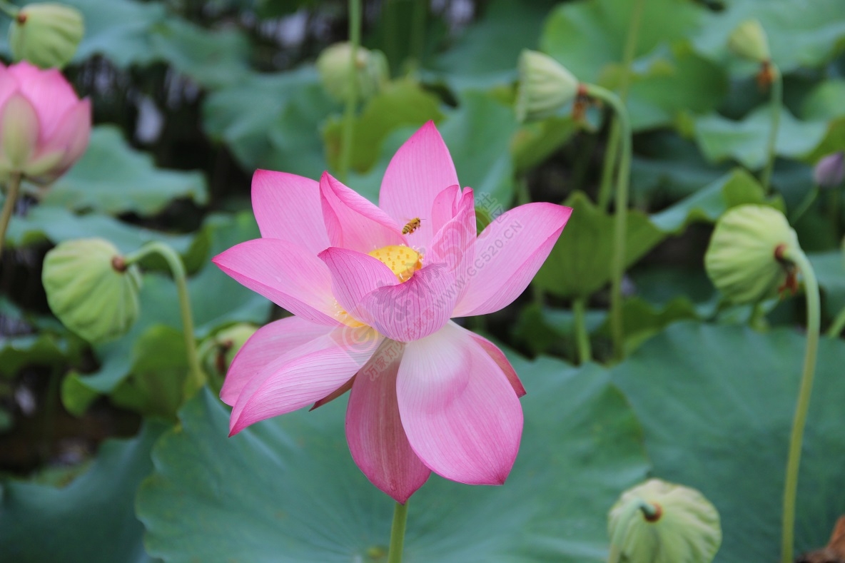 端午节的美景，你去看了吗？397 / 作者:有想法 / 帖子ID:118023