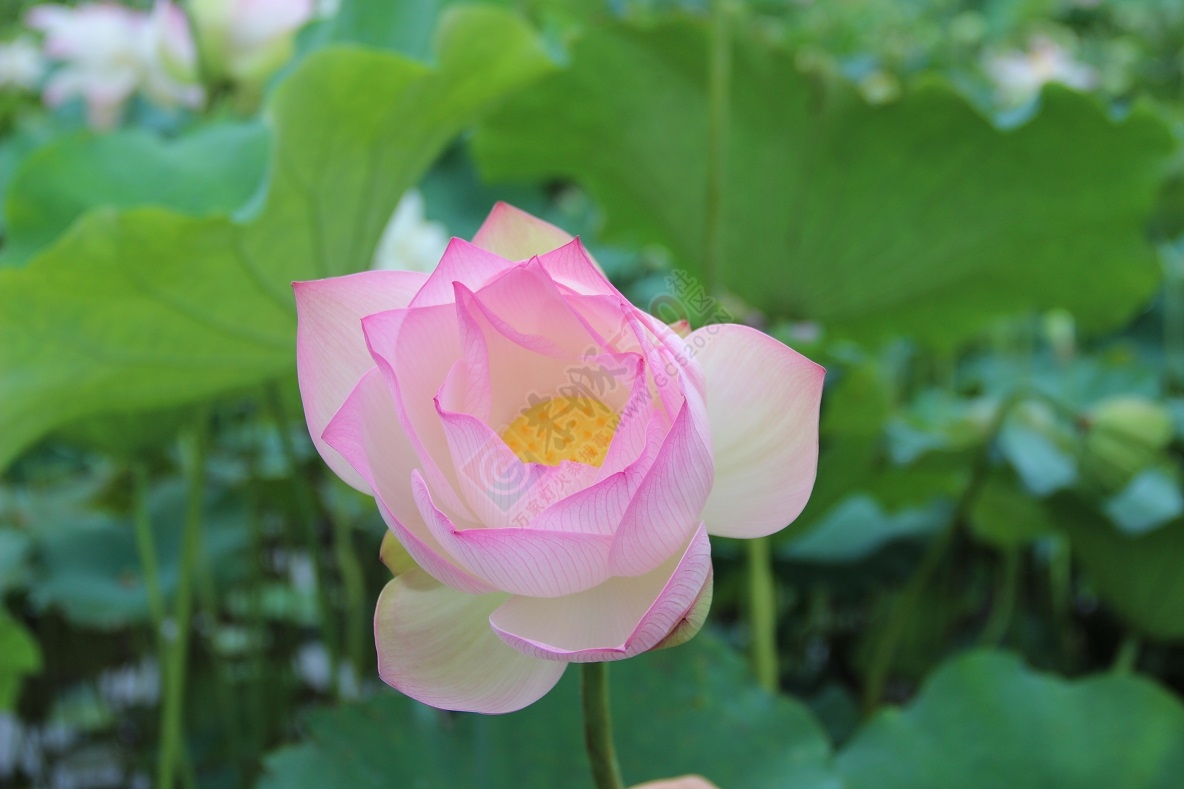 端午节的美景，你去看了吗？754 / 作者:有想法 / 帖子ID:118023