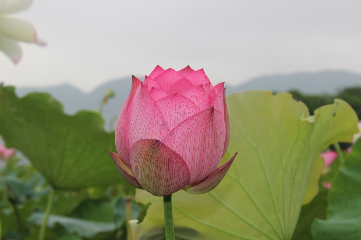 端午节的美景，你去看了吗？428 / 作者:有想法 / 帖子ID:118023