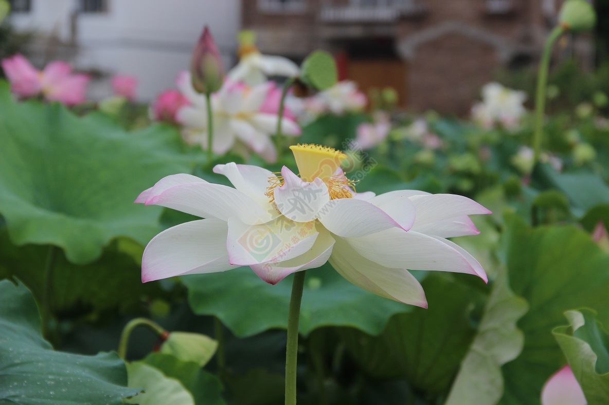 端午节的美景，你去看了吗？229 / 作者:有想法 / 帖子ID:118023