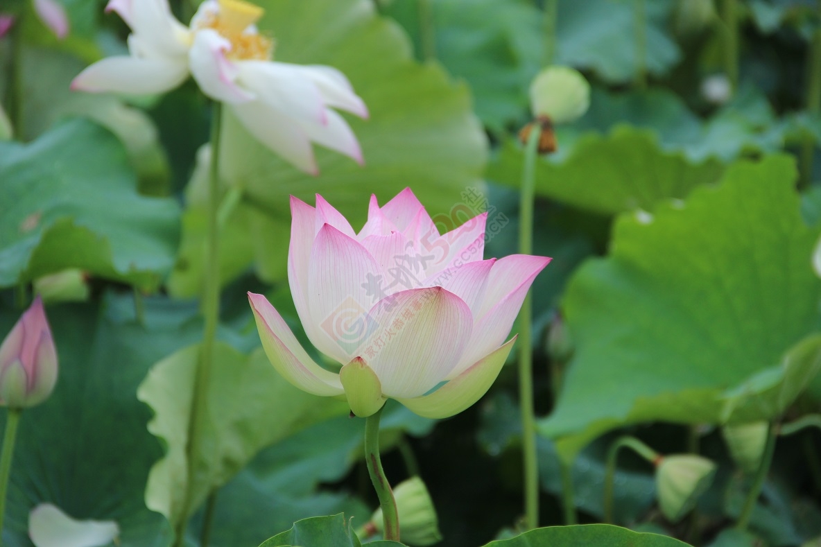 端午节的美景，你去看了吗？207 / 作者:有想法 / 帖子ID:118023
