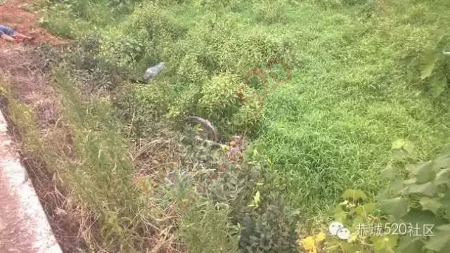 【恭城头条】未成年人驾车再出车祸！莲花蜈蚣岭小车撞飞摩托车上三人！332 / 作者:社区小编 / 帖子ID:118501