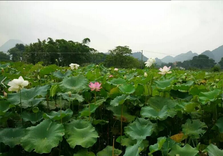 美不胜收508 / 作者:小苹果 / 帖子ID:119172