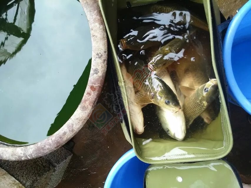 西岭费村巨峰葡萄园休闲娱乐,自采自购是周末的好去处欢迎大家光临!15677068193费兴科688 / 作者:可可553697052ll / 帖子ID:119475