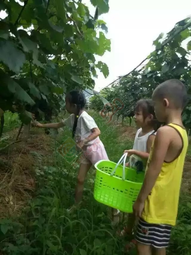 西岭费村巨峰葡萄园休闲娱乐,自采自购是周末的好去处欢迎大家光临!15677068193费兴科209 / 作者:可可553697052ll / 帖子ID:119475