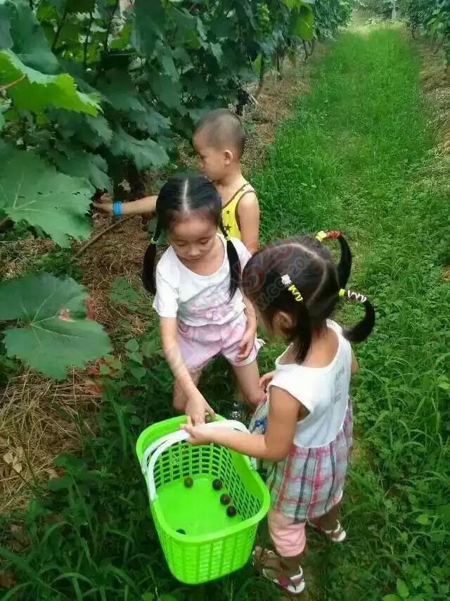 西岭费村巨峰葡萄园休闲娱乐,自采自购是周末的好去处欢迎大家光临!15677068193费兴科490 / 作者:可可553697052ll / 帖子ID:119475