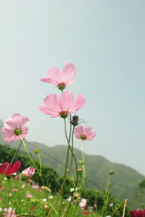 旧片。。花语。。883 / 作者:若無其事 / 帖子ID:120130