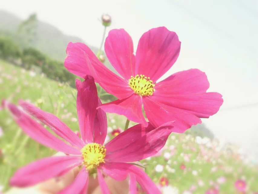 旧片。。花语。。571 / 作者:若無其事 / 帖子ID:120130
