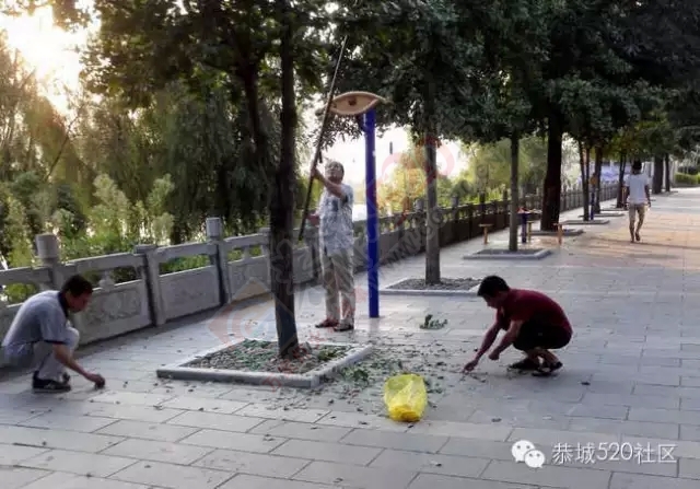 滨江苑白果树遭外地人摧残114 / 作者:社区小编 / 帖子ID:120560