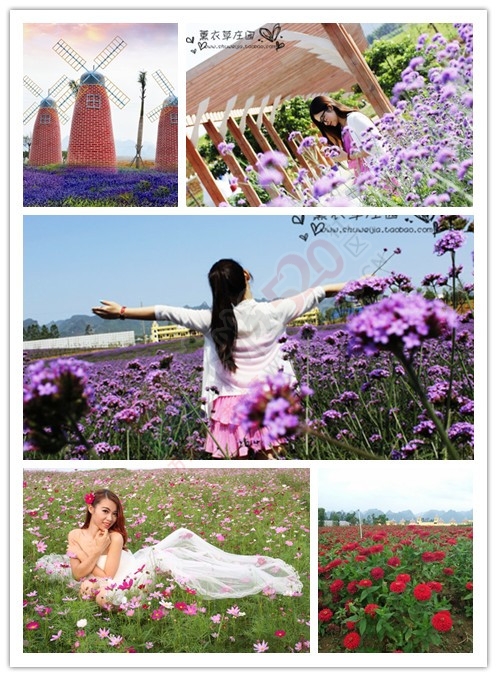 看花、看雪、看美女520 / 作者:gongcheng0778 / 帖子ID:121223
