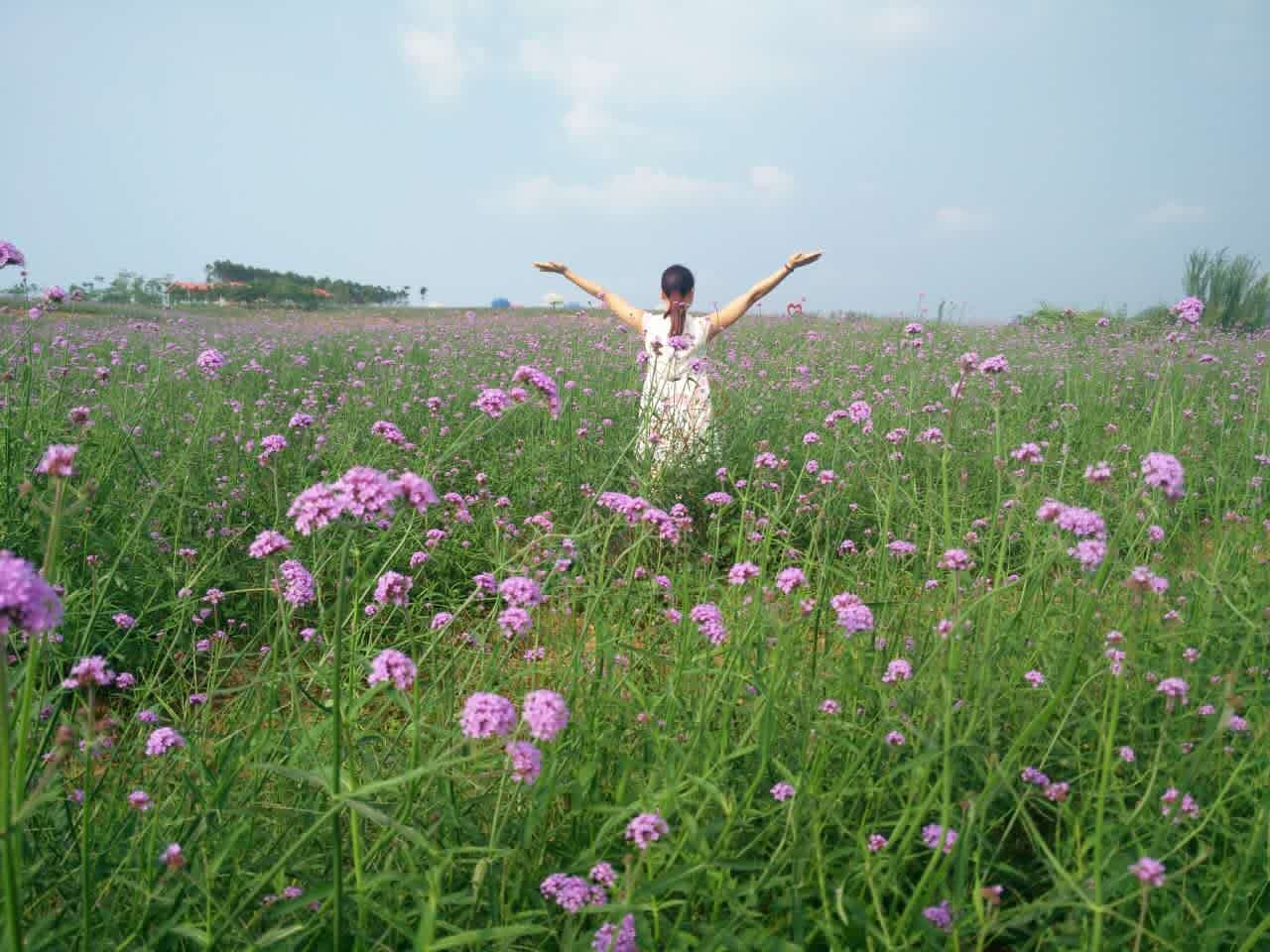 带你浪漫带你飞！遍地都是金黄色，美美哒~~967 / 作者:gongcheng0778 / 帖子ID:127590