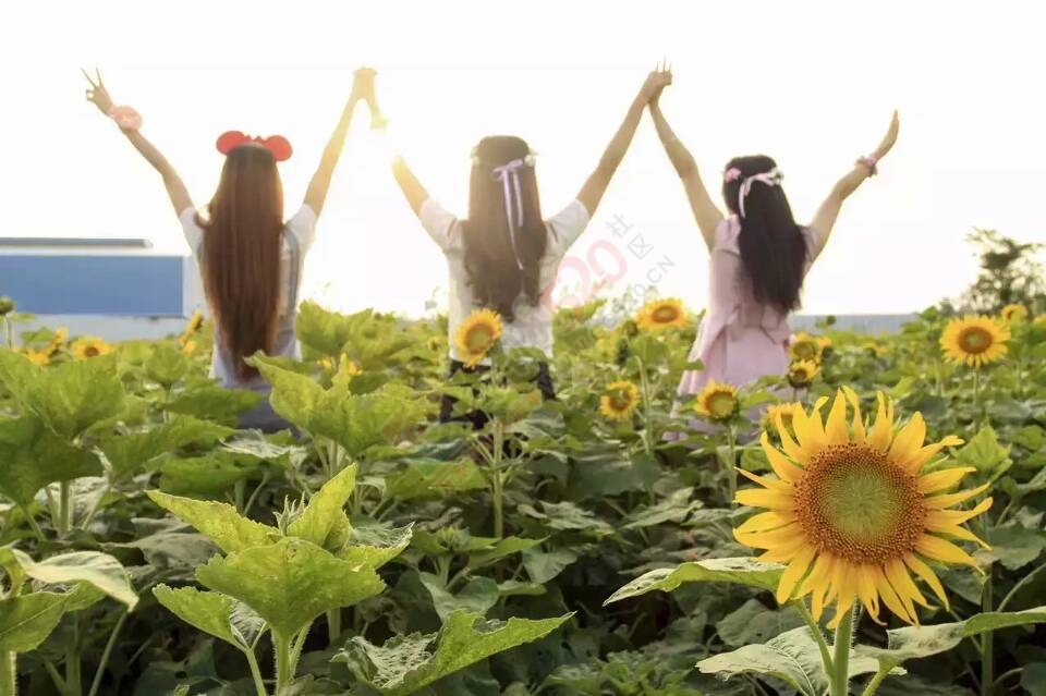 带你浪漫带你飞！遍地都是金黄色，美美哒~~144 / 作者:gongcheng0778 / 帖子ID:127590