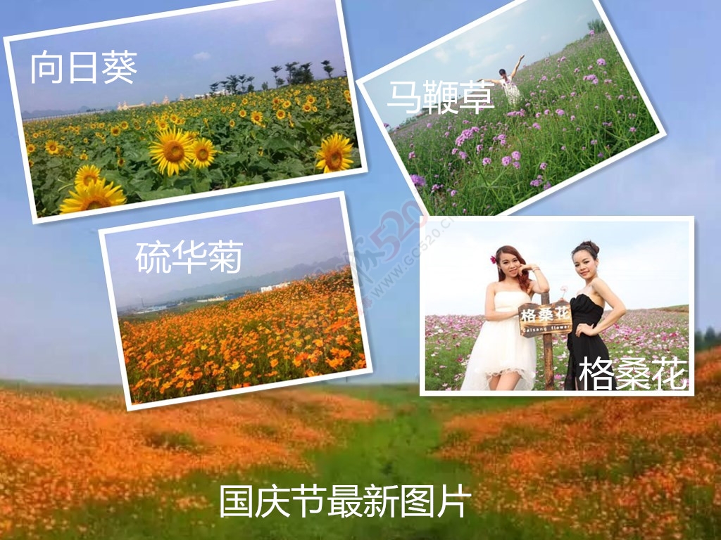 带你浪漫带你飞！遍地都是金黄色，美美哒~~304 / 作者:gongcheng0778 / 帖子ID:127590