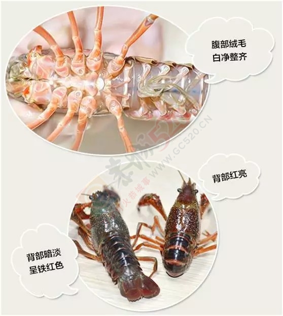 吃货攻略!!虾客养成记229 / 作者:中国劲酒 / 帖子ID:127894