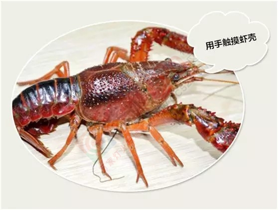 吃货攻略!!虾客养成记965 / 作者:中国劲酒 / 帖子ID:127894