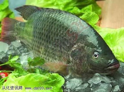 恭城黄埠竹达桥《高发》钓鱼庄！377 / 作者:恭城钓鱼 / 帖子ID:159714