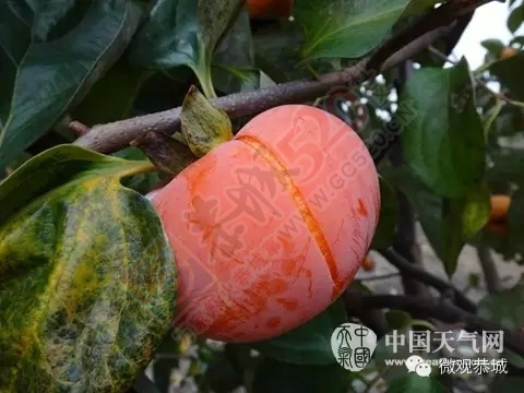 恭城告急！！！！！！！447 / 作者:微观恭城 / 帖子ID:159718