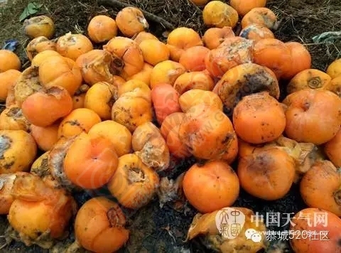 爱心救市恭城月柿，爱心认购0 / 作者:脚踏实地 / 帖子ID:160038