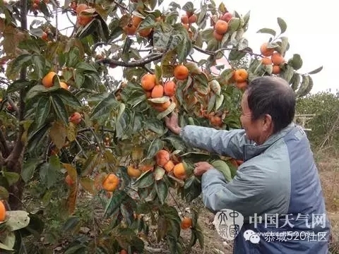 爱心救市恭城月柿，爱心认购158 / 作者:脚踏实地 / 帖子ID:160038