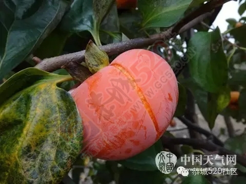 爱心救市恭城月柿，爱心认购537 / 作者:脚踏实地 / 帖子ID:160038