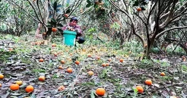 数万吨蜜桔柿子滞销烂在地里，广西水果怎么了？923 / 作者:渲染人生 / 帖子ID:160120