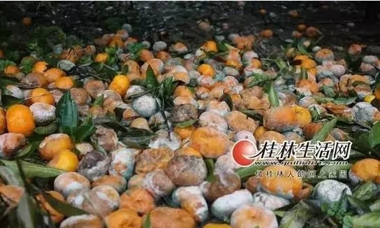 数万吨蜜桔柿子滞销烂在地里，广西水果怎么了？527 / 作者:渲染人生 / 帖子ID:160120