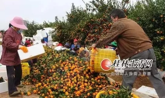 数万吨蜜桔柿子滞销烂在地里，广西水果怎么了？283 / 作者:渲染人生 / 帖子ID:160120