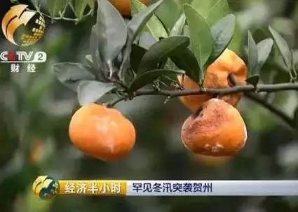 数万吨蜜桔柿子滞销烂在地里，广西水果怎么了？570 / 作者:渲染人生 / 帖子ID:160120