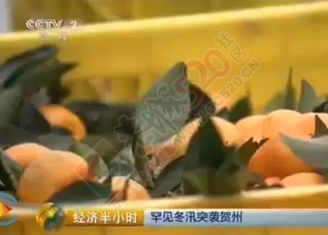 数万吨蜜桔柿子滞销烂在地里，广西水果怎么了？122 / 作者:渲染人生 / 帖子ID:160120