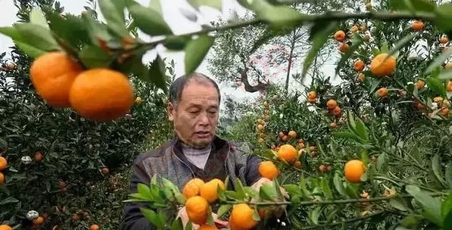 数万吨蜜桔柿子滞销烂在地里，广西水果怎么了？938 / 作者:渲染人生 / 帖子ID:160120