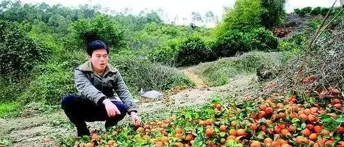 数万吨蜜桔柿子滞销烂在地里，广西水果怎么了？577 / 作者:渲染人生 / 帖子ID:160120