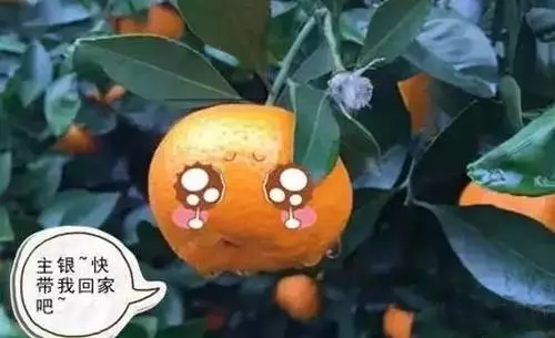 数万吨蜜桔柿子滞销烂在地里，广西水果怎么了？657 / 作者:渲染人生 / 帖子ID:160120