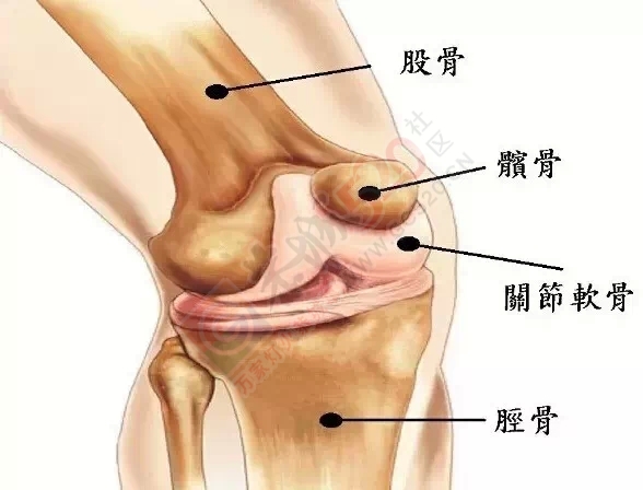 坚持一个月让你的膝盖年轻10岁208 / 作者:人艰不拆 / 帖子ID:161040