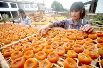 恭城月柿入列&quot;国家队&quot;,在桂林,它不是一个人在战斗495 / 作者:深秋的落叶 / 帖子ID:161178