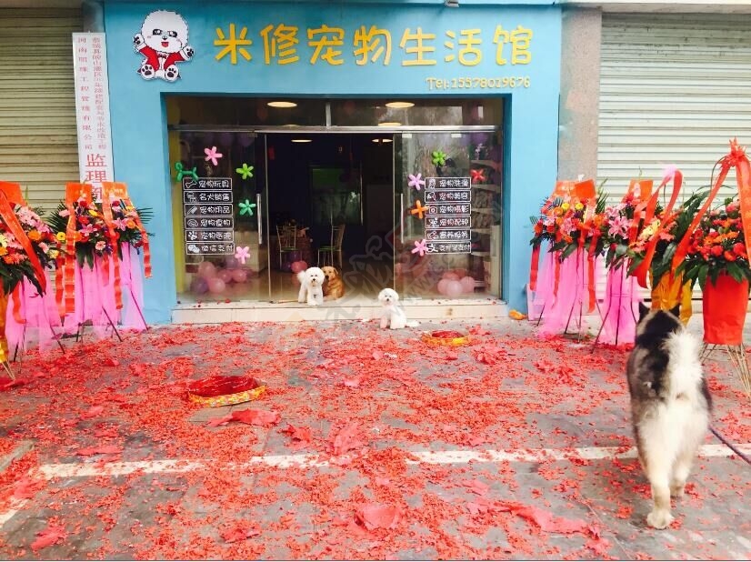 号外号外~米修宠物生活馆开业啦406 / 作者:米修宠物生活馆 / 帖子ID:161854