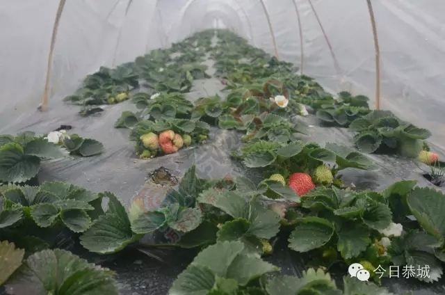【小把爷假期好耍咯】恭城高铁站进站路旁有你好看！144 / 作者:社区小编 / 帖子ID:161861