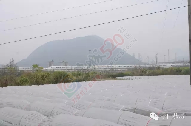【小把爷假期好耍咯】恭城高铁站进站路旁有你好看！21 / 作者:社区小编 / 帖子ID:161861