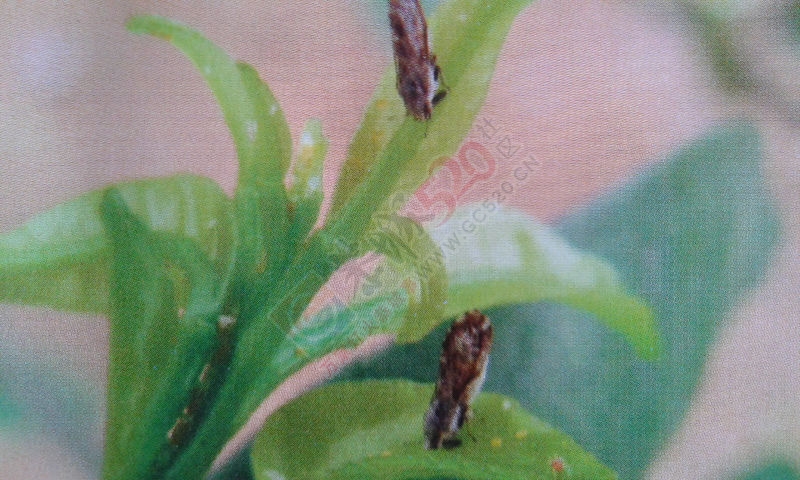 种植砂糖桔，你一定要懂的知识(一)：认识木虱及其危害210 / 作者:一起努力 / 帖子ID:161972