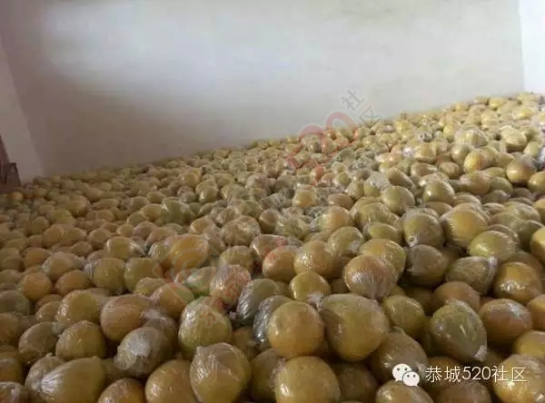 龙虎沙田柚滞销急寻买家，恭城比熊犬走失寻找主人574 / 作者:深秋的落叶 / 帖子ID:162235