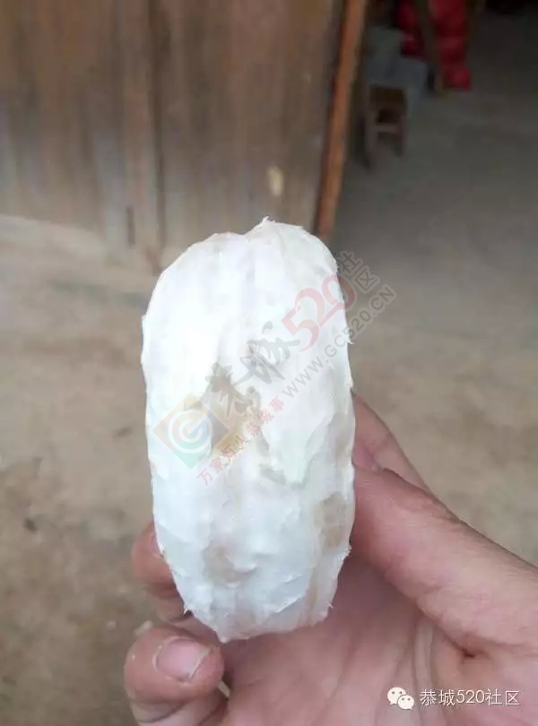 龙虎沙田柚滞销急寻买家，恭城比熊犬走失寻找主人612 / 作者:深秋的落叶 / 帖子ID:162235