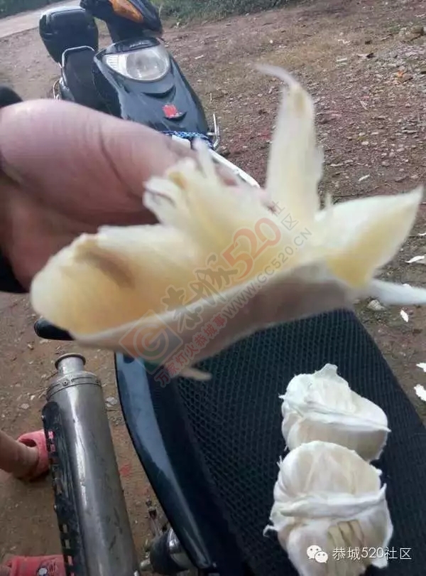 龙虎沙田柚滞销急寻买家，恭城比熊犬走失寻找主人397 / 作者:深秋的落叶 / 帖子ID:162235