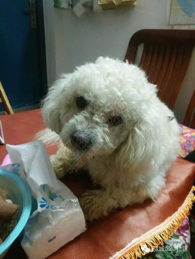 龙虎沙田柚滞销急寻买家，恭城比熊犬走失寻找主人506 / 作者:深秋的落叶 / 帖子ID:162235