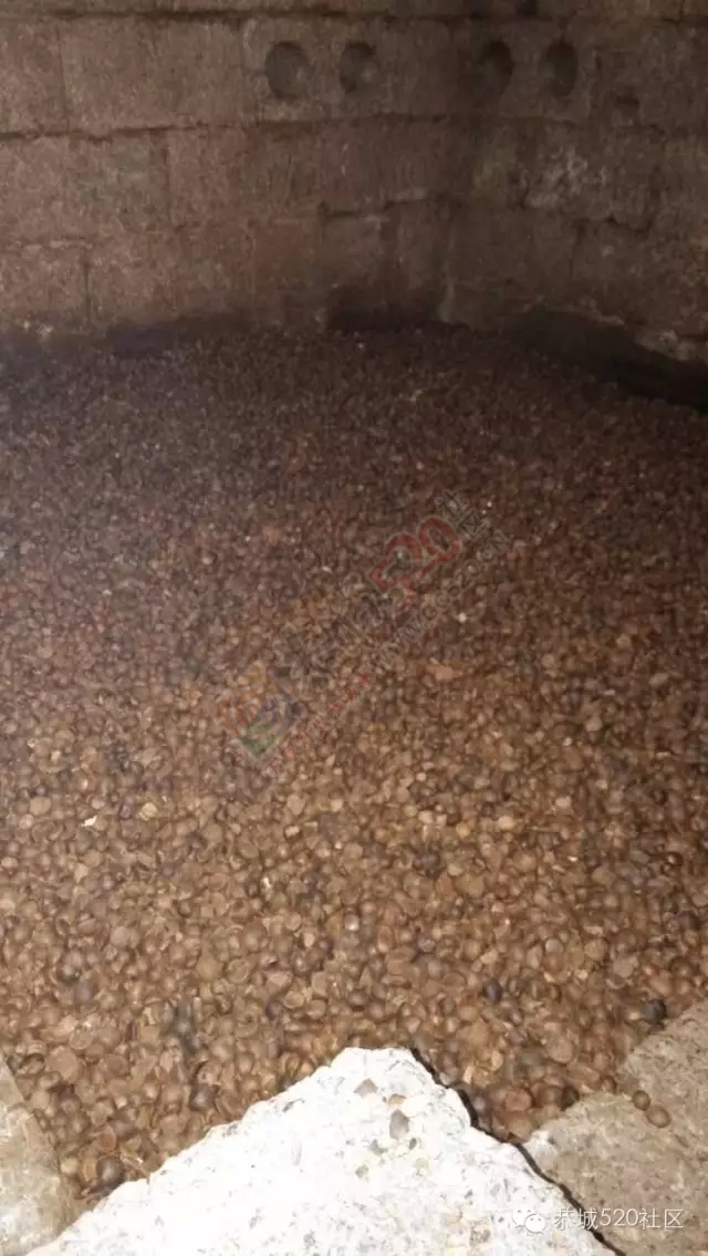 恭城瑶家土榨茶籽油的那点搞法，你还晓得摆？283 / 作者:深秋的落叶 / 帖子ID:162236