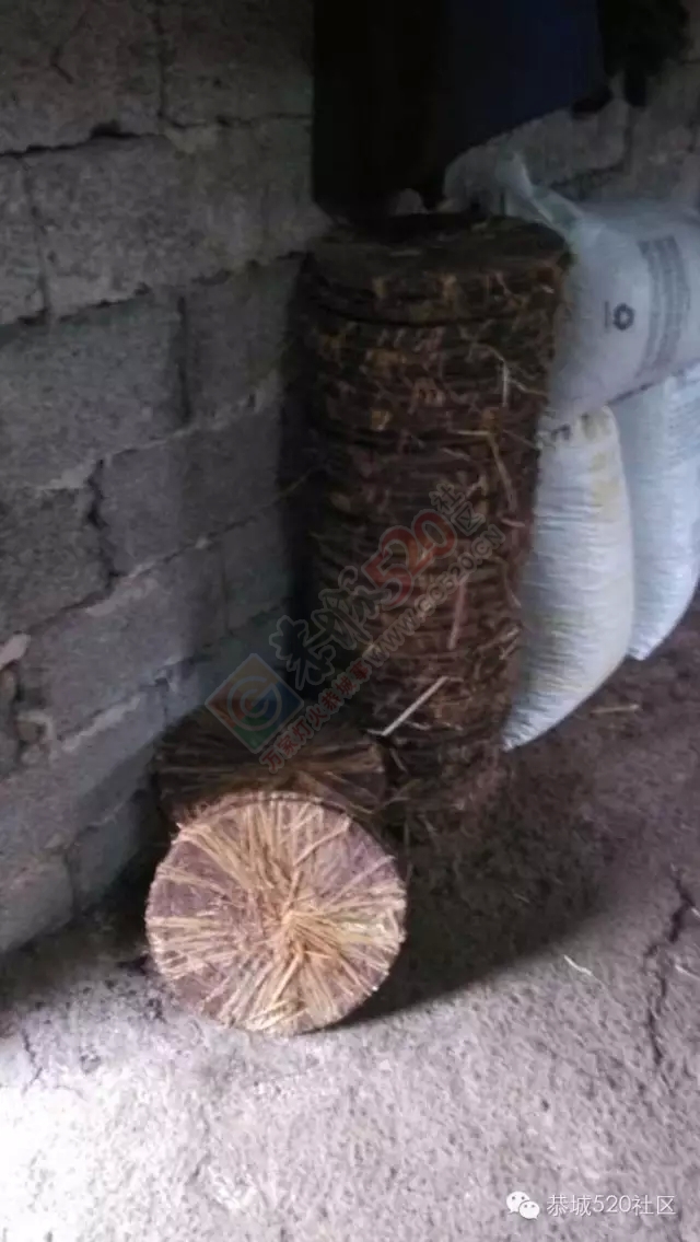 恭城瑶家土榨茶籽油的那点搞法，你还晓得摆？984 / 作者:深秋的落叶 / 帖子ID:162236
