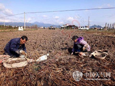 天气转晴恭城农民抢收马蹄608 / 作者:脚踏实地 / 帖子ID:162492