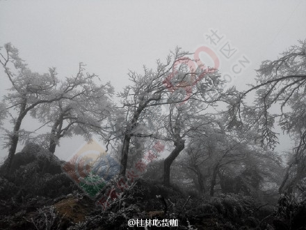 恭城燕子山也有雾凇啦！139 / 作者:逢时 / 帖子ID:162546