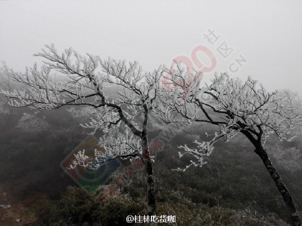 恭城燕子山也有雾凇啦！903 / 作者:逢时 / 帖子ID:162546