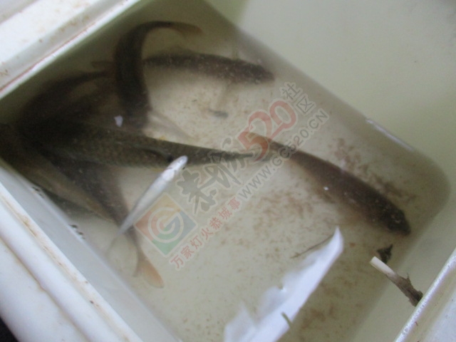 下午半天在滨江苑码头钓的渔获176 / 作者:小绿 / 帖子ID:162552