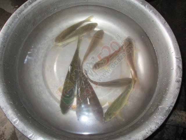 下午半天在滨江苑码头钓的渔获178 / 作者:小绿 / 帖子ID:162554